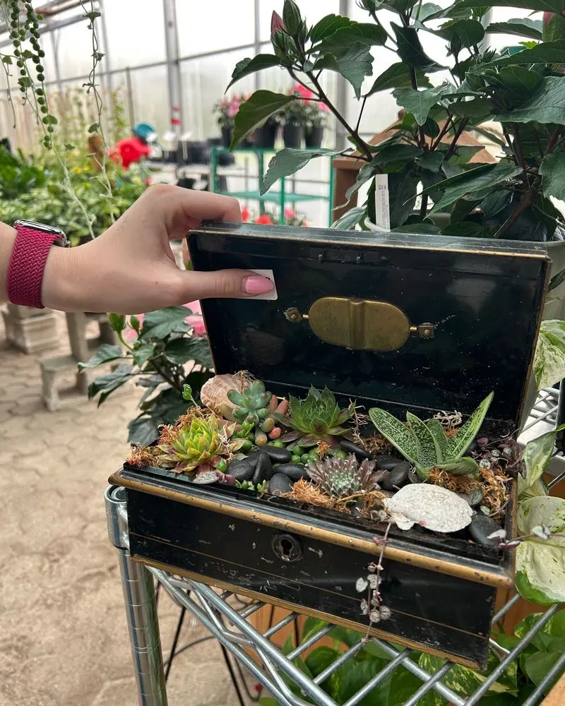 Suitcase Succulent Sanctuary