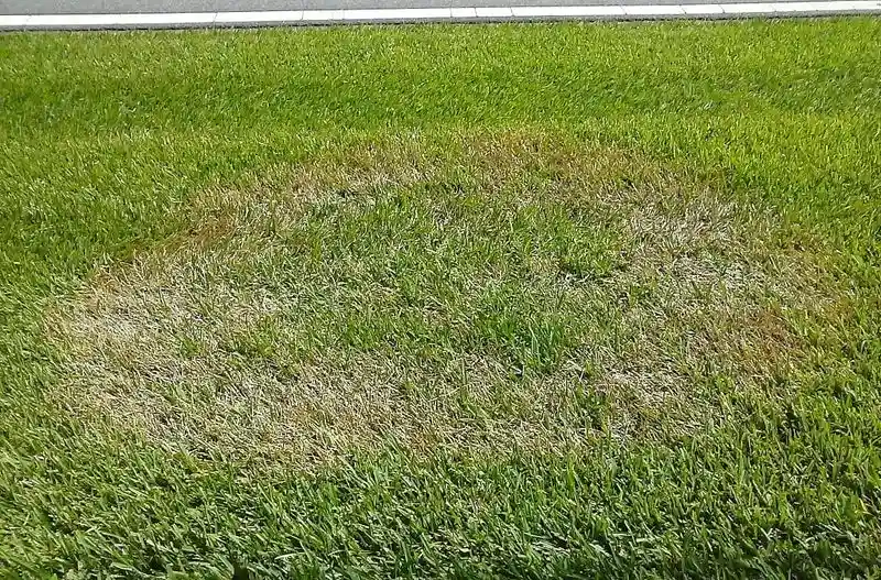 Summer Patch