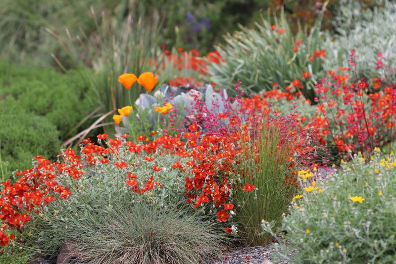 Sun-Dappled Ground Covers