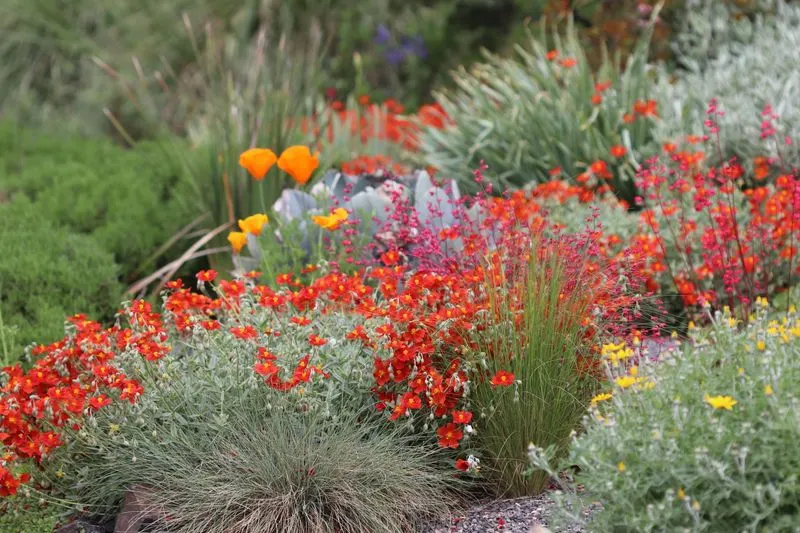Sun-Dappled Ground Covers