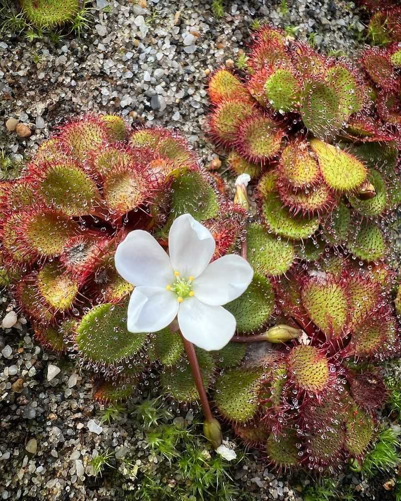 Sundew Blossom