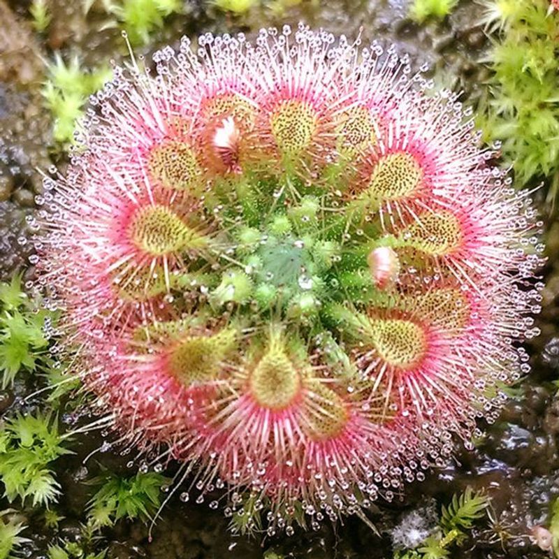 Sundew