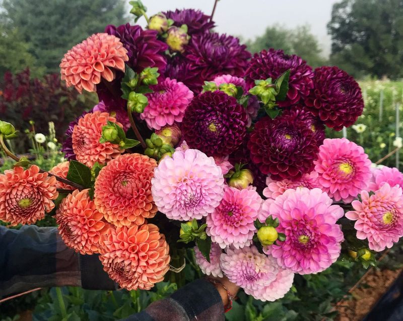 Dahlia