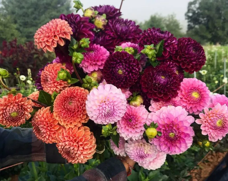Dahlia