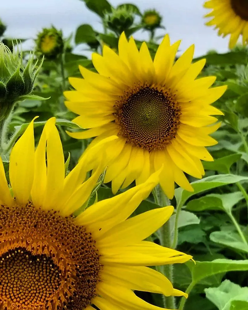 Sunflower