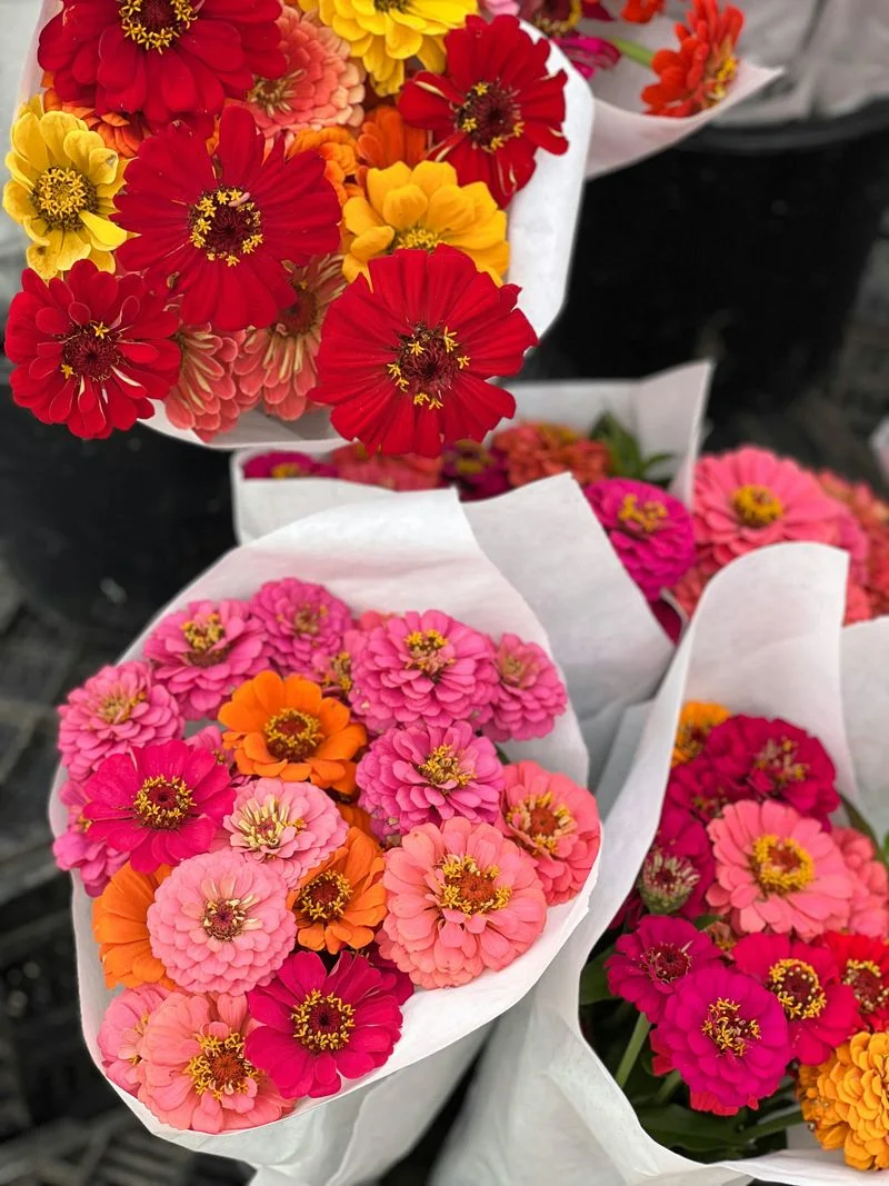 Zinnia
