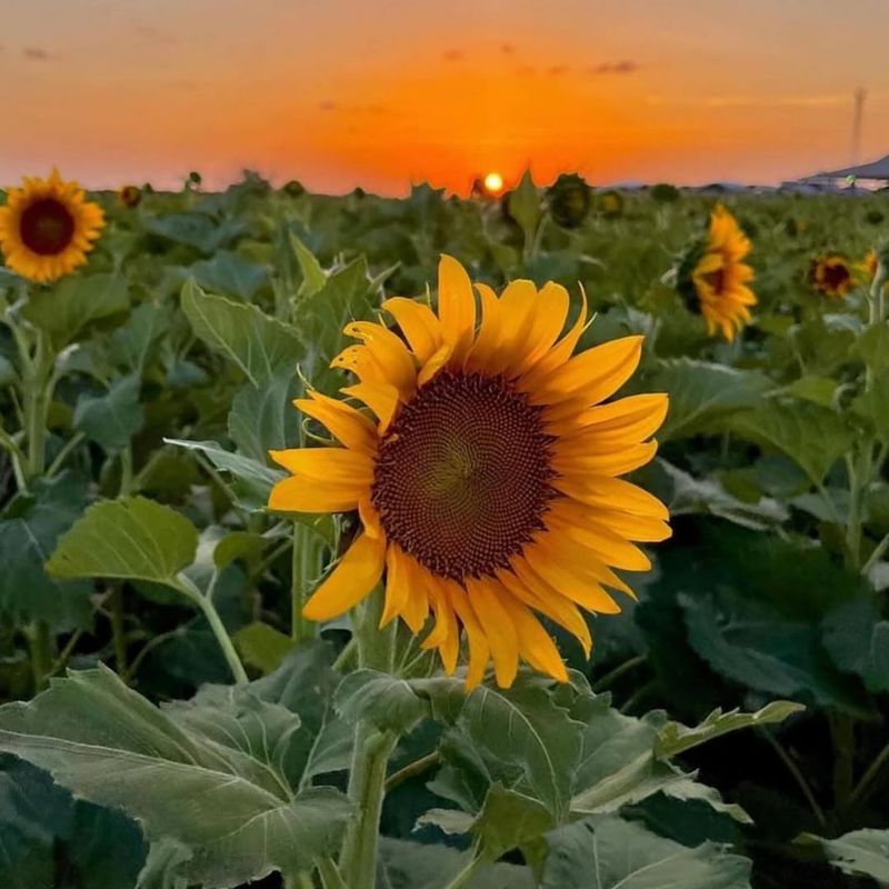 Sunflower