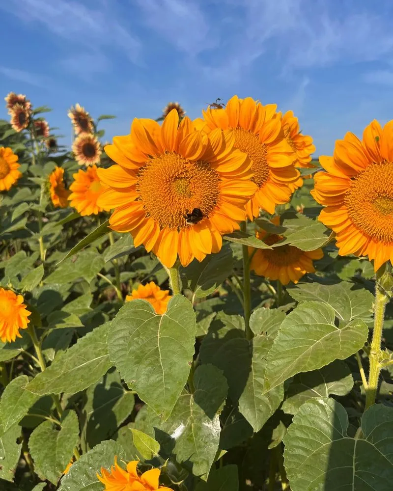 Sunflower