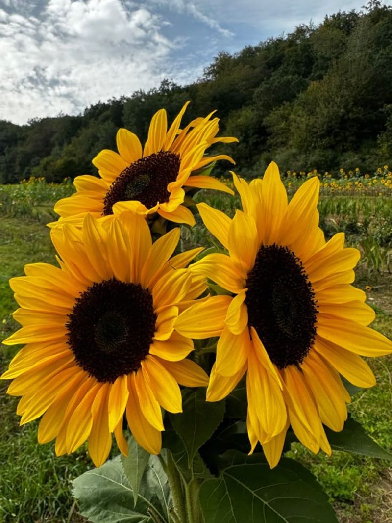Sunflower