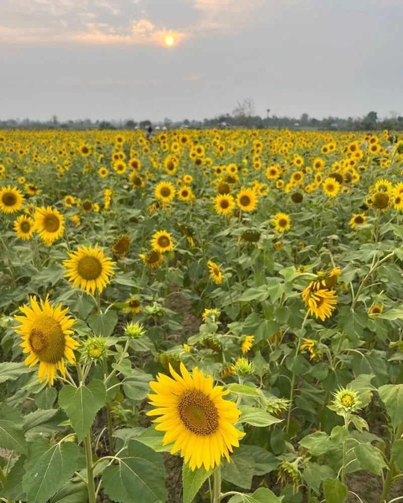 Sunflower