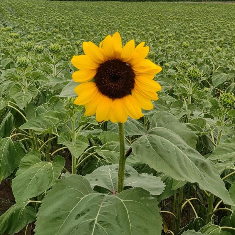 Sunflower