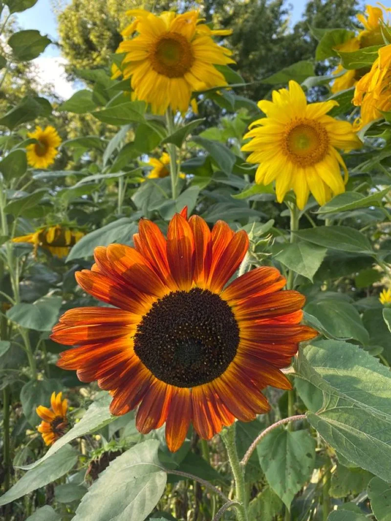 Sunflower