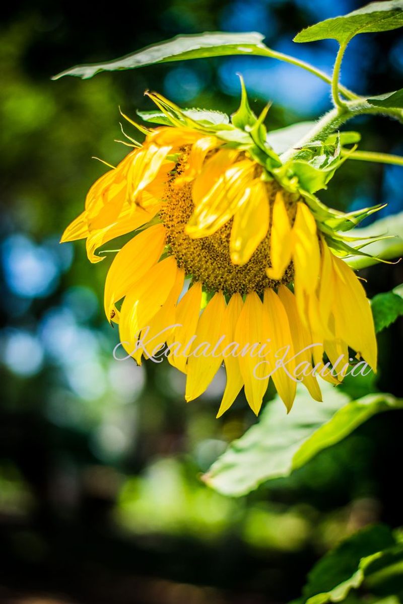 Sunflower