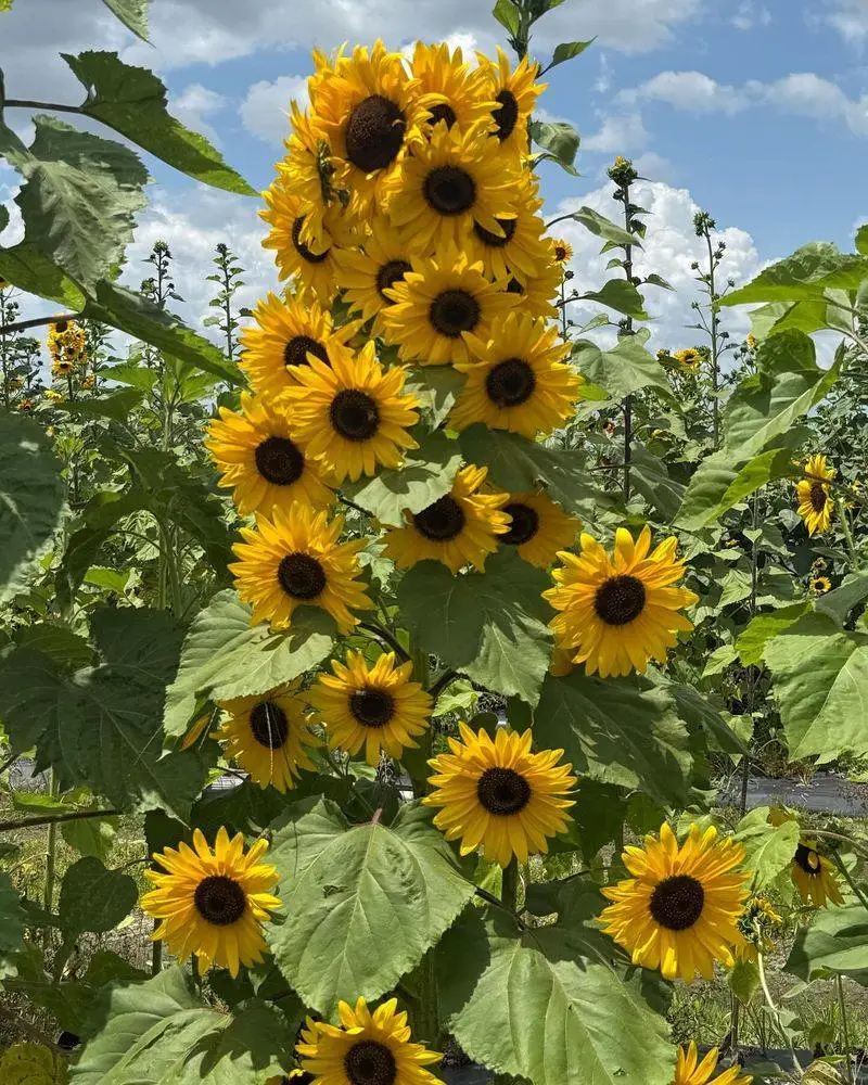 Sunflower