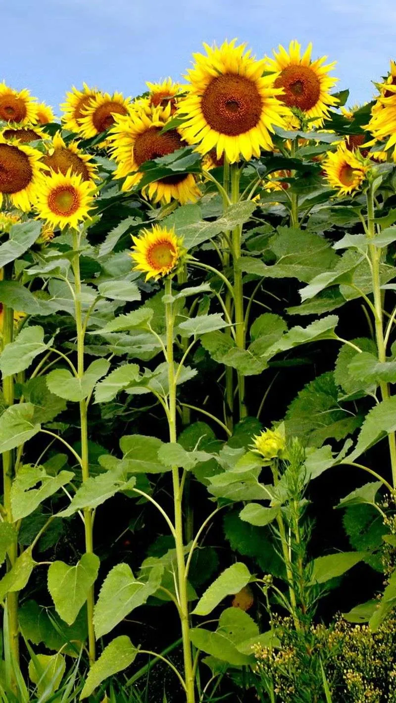 Sunflower