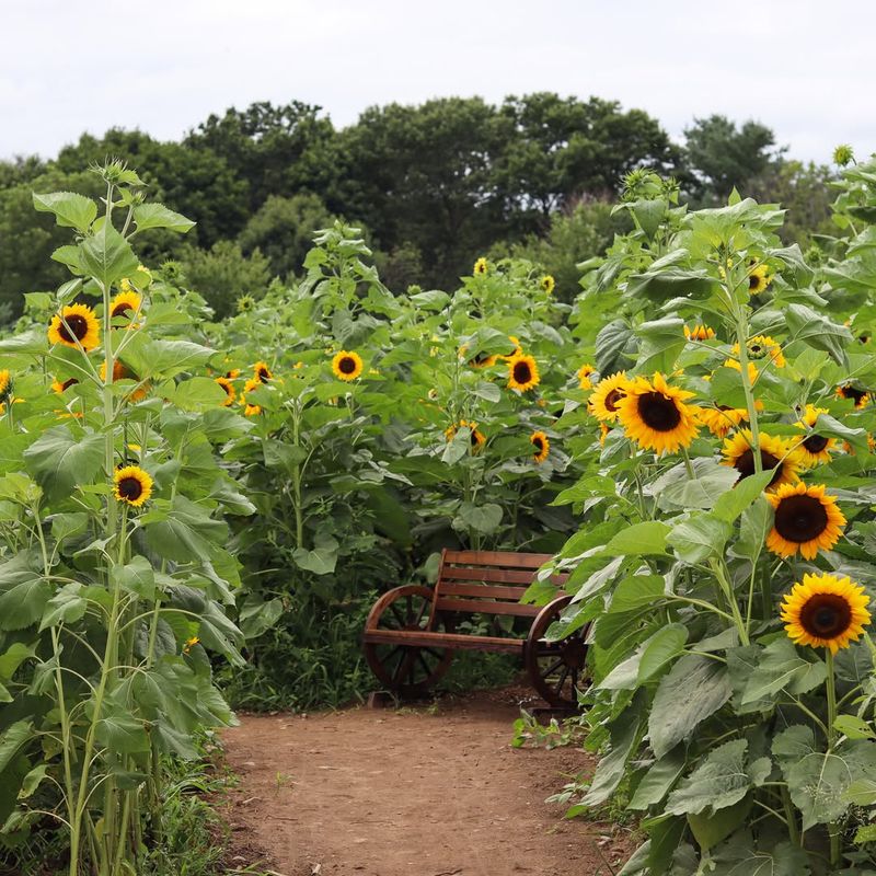 Sunflower Border