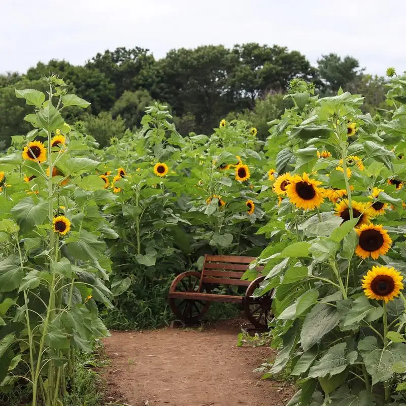 Sunflower Border