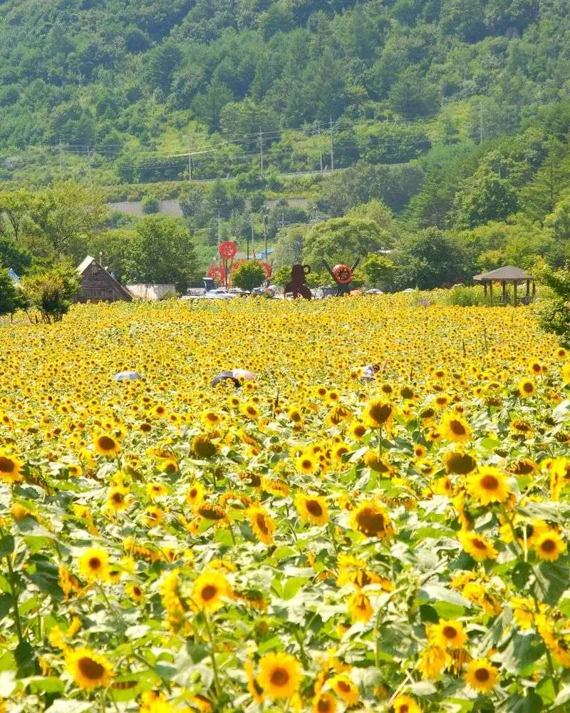 Sunflower Festivals Around the World