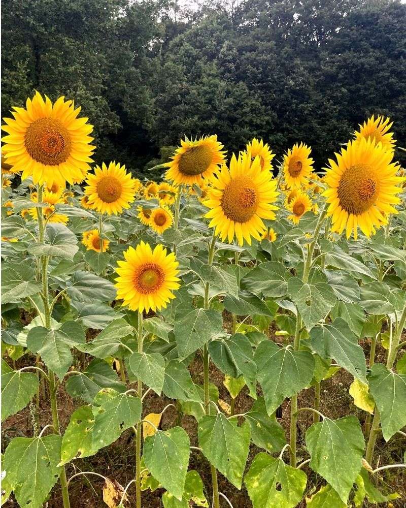 Sunflower Fields, Tuscany, Italy