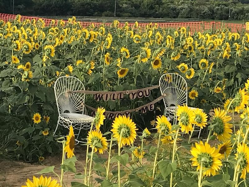 Sunflower Maze