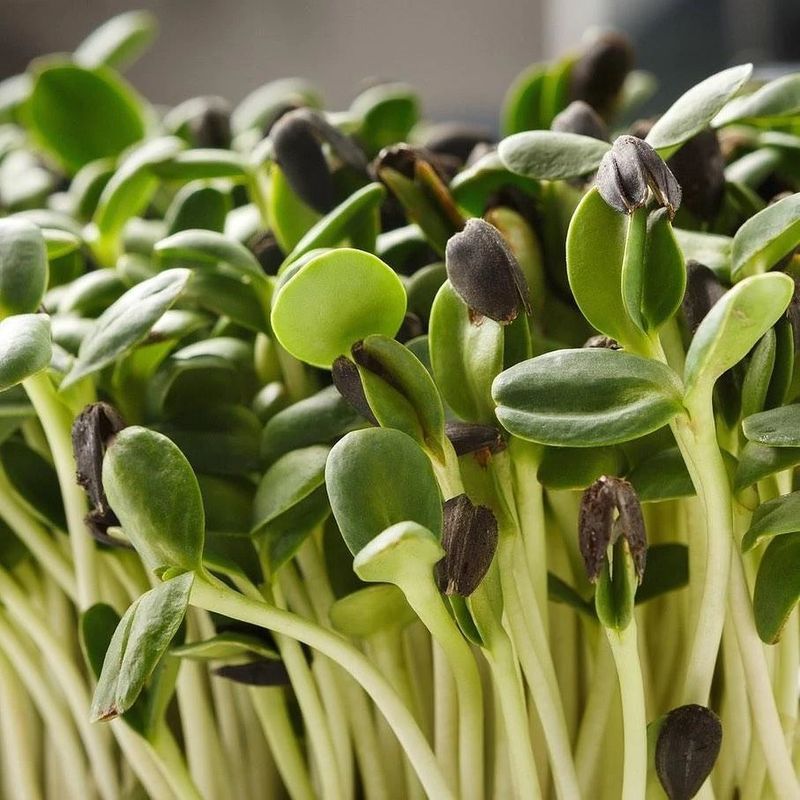 Sunflower Microgreens