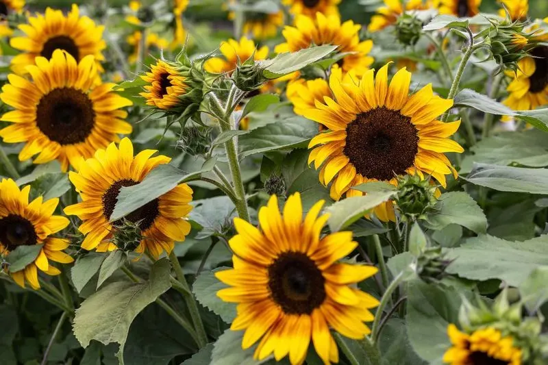 Sunflower Roots and Growth