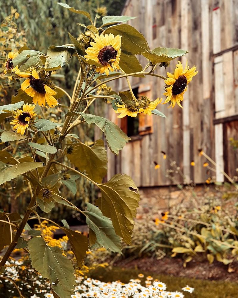 Sunflower Shields