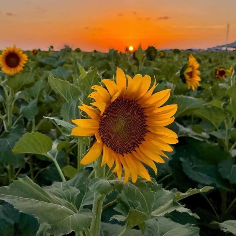 Sunflower Tower