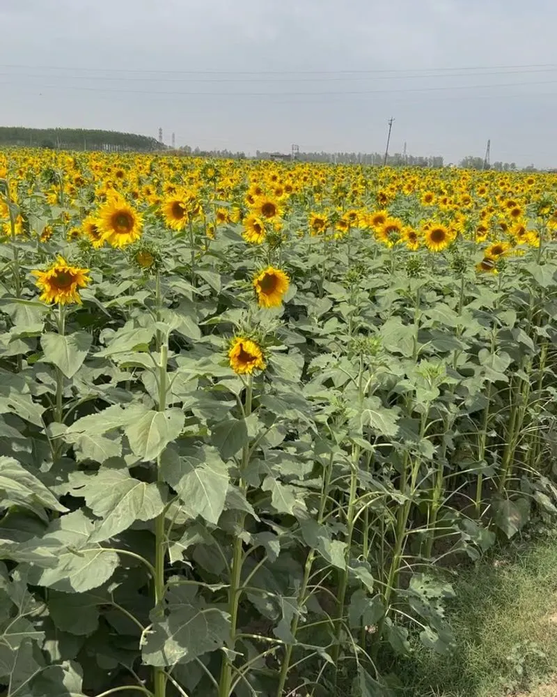 Sunflower