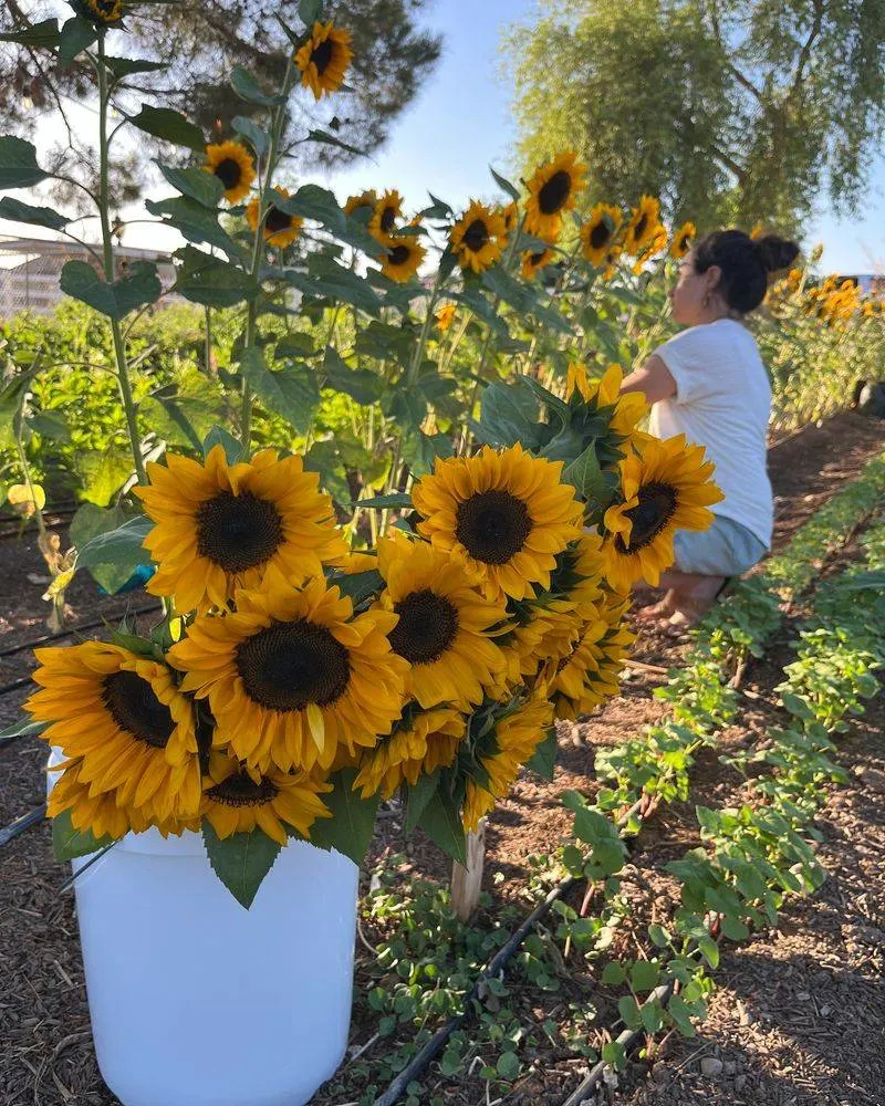 Sunflowers' Radiant Choice