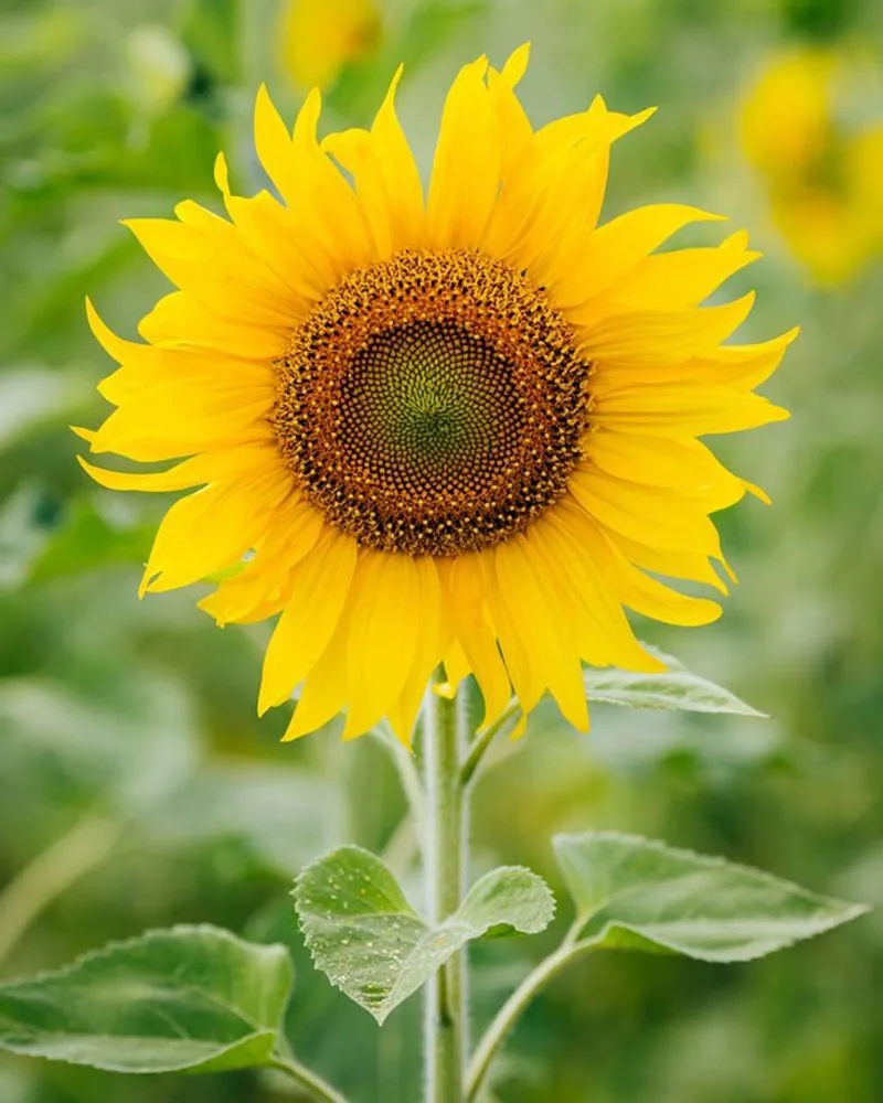 Sunflowers