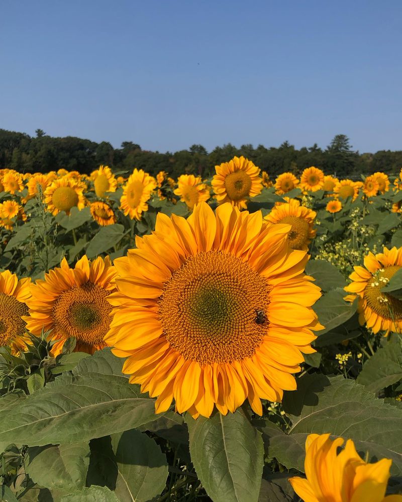Sunflowers