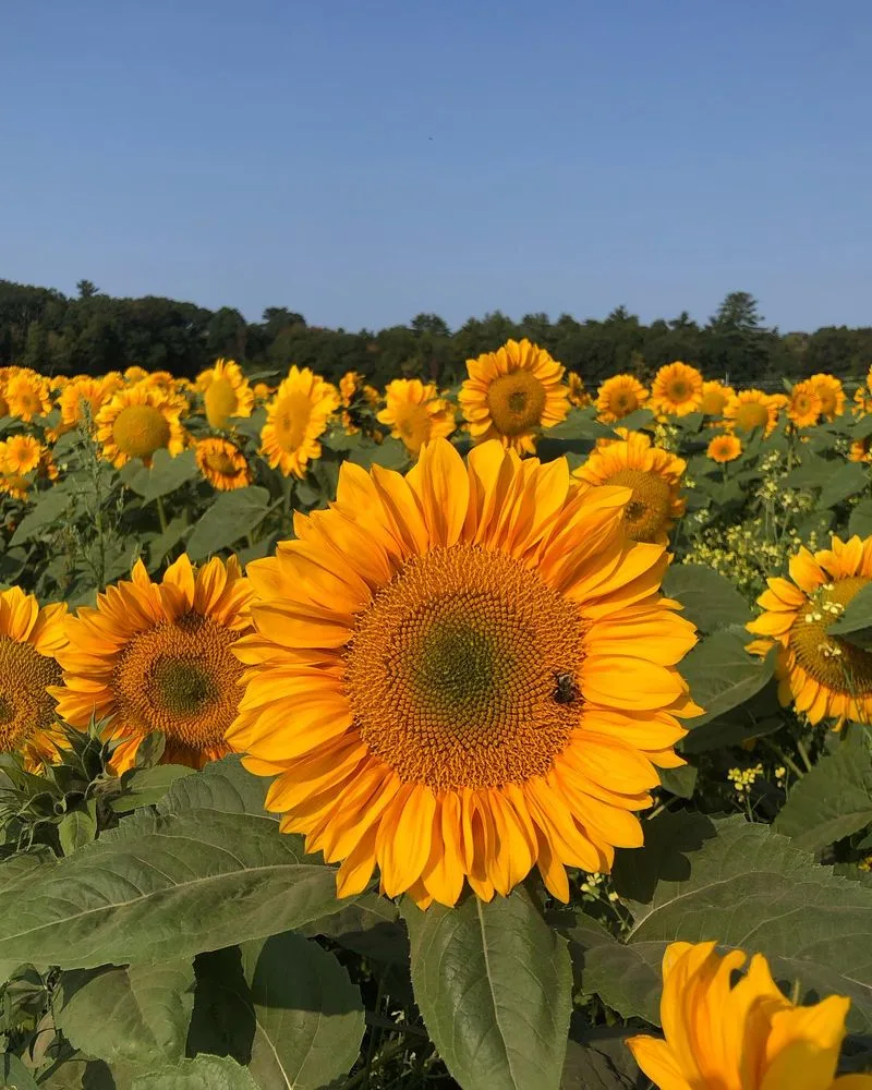 Sunflowers