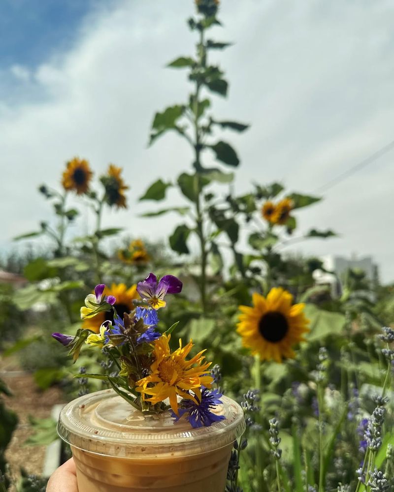 Sunflowers