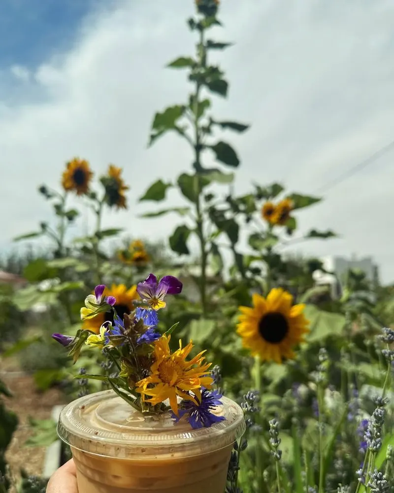 Sunflowers