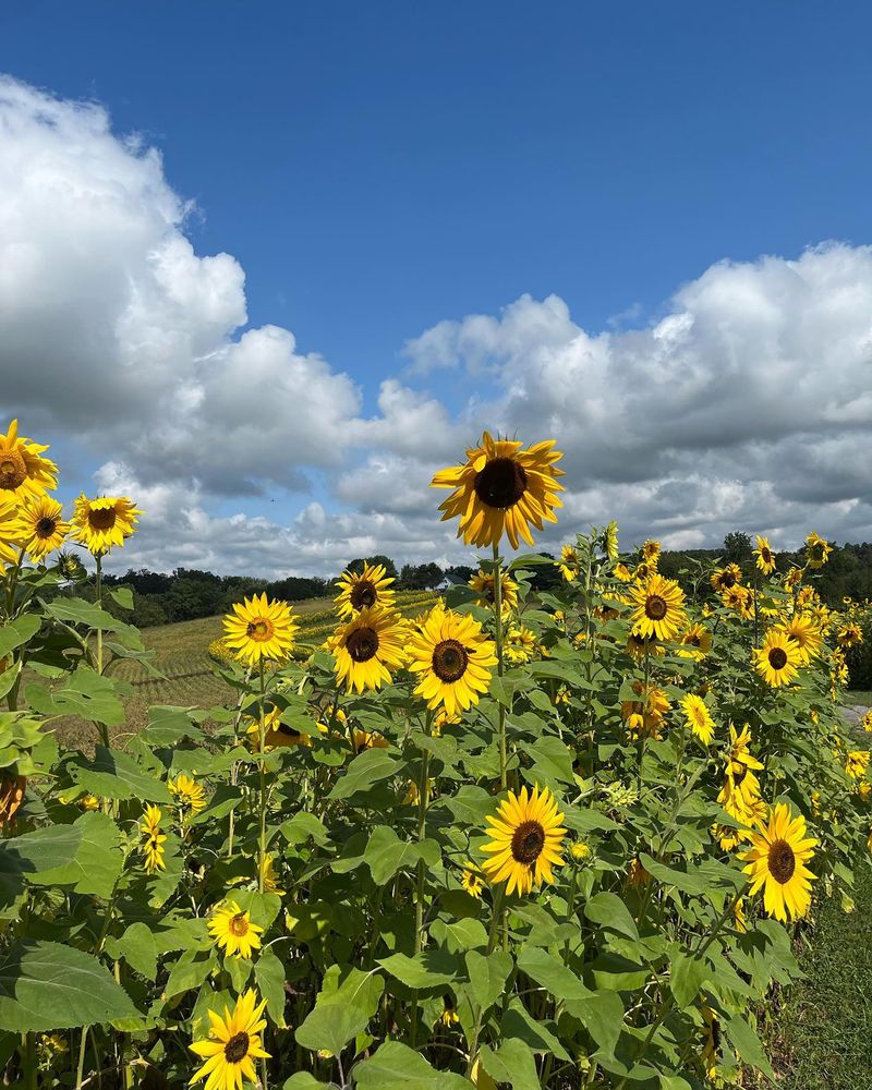 Sunflowers