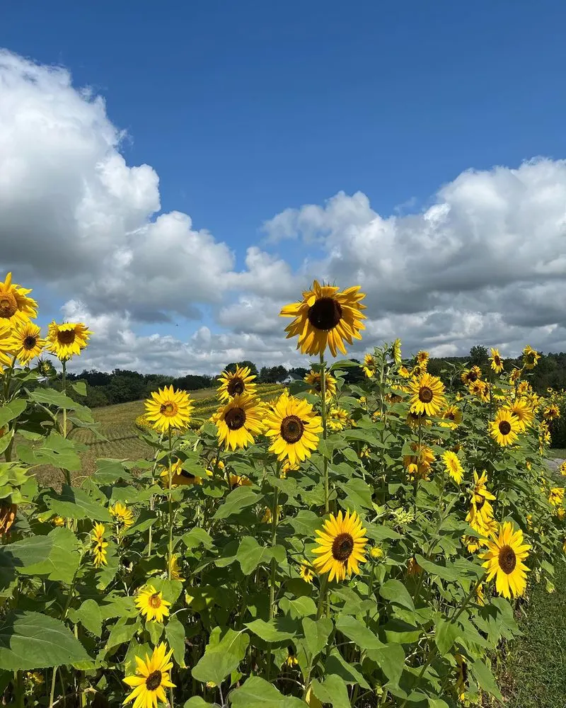 Sunflowers