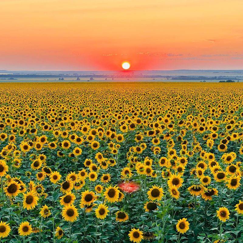 Sunflowers