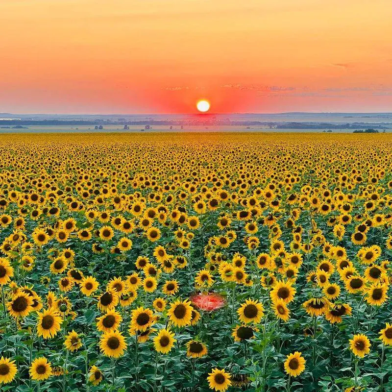 Sunflowers