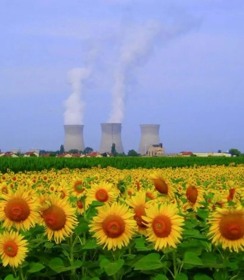Sunflowers Clean the Soil