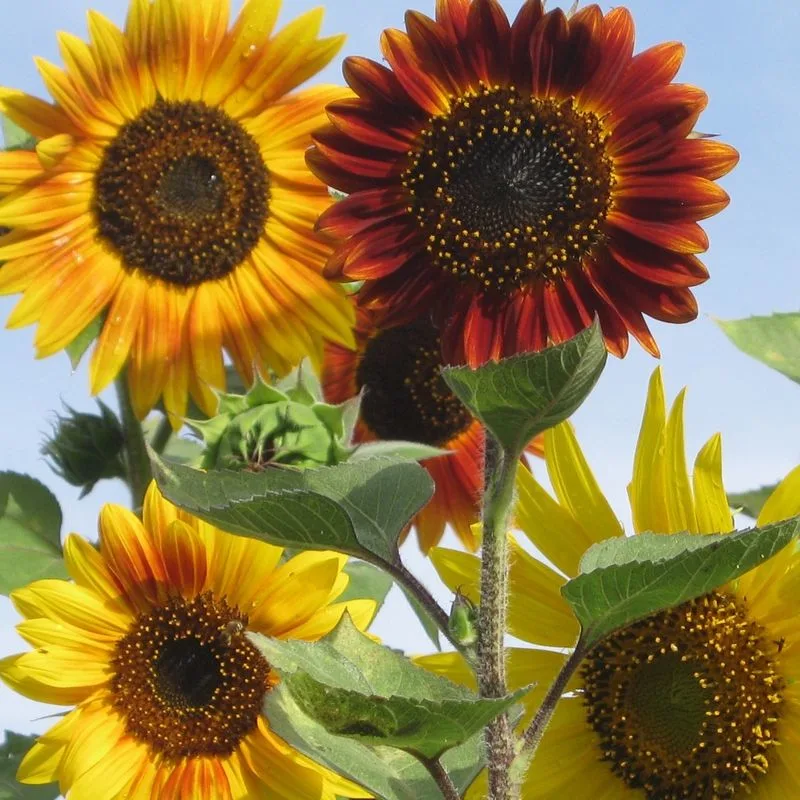 Sunflowers Come in Many Colors