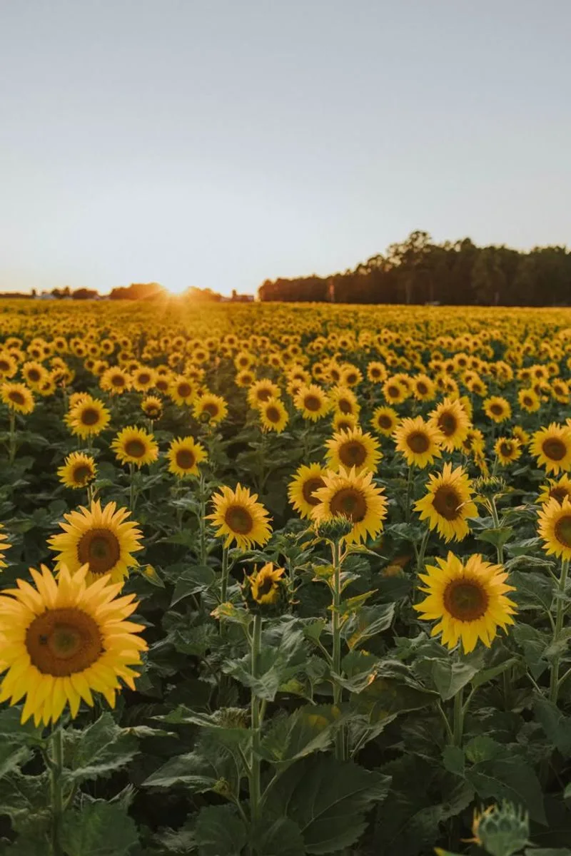 Sunflowers Symbolize Loyalty and Adoration