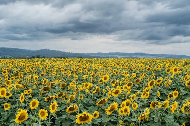 Sunflowers Track the Sun