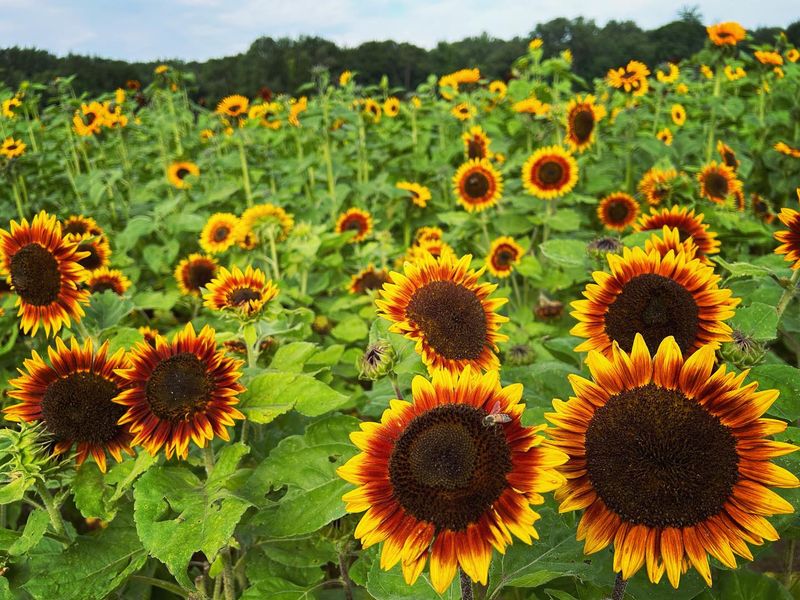 Sunflower’s Tracking