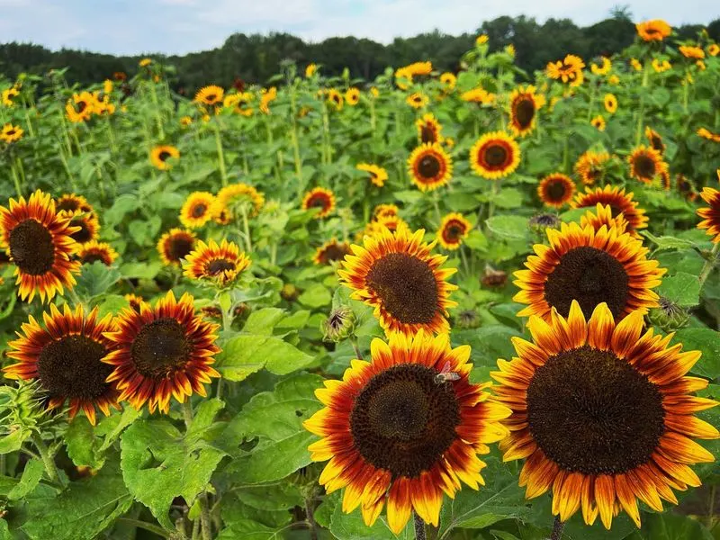 Sunflower’s Tracking