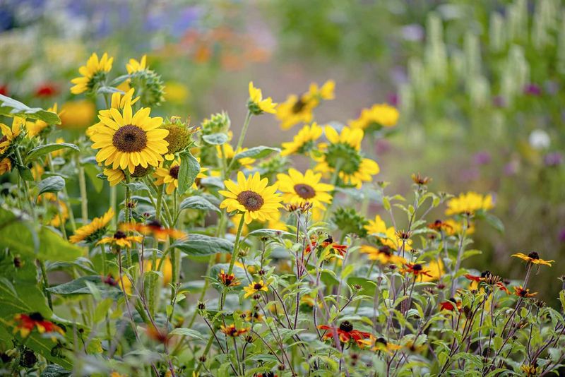 Sunflowers & Potatoes