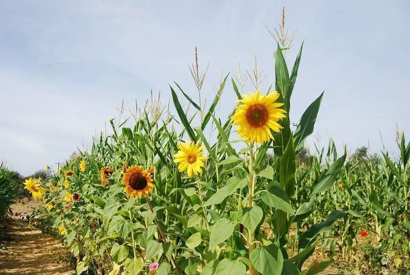 Sunflowers and Corn