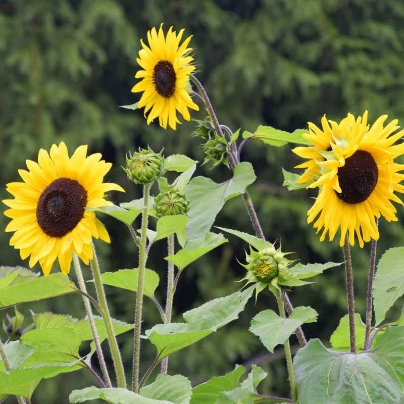 Sunflowers and Cosmos