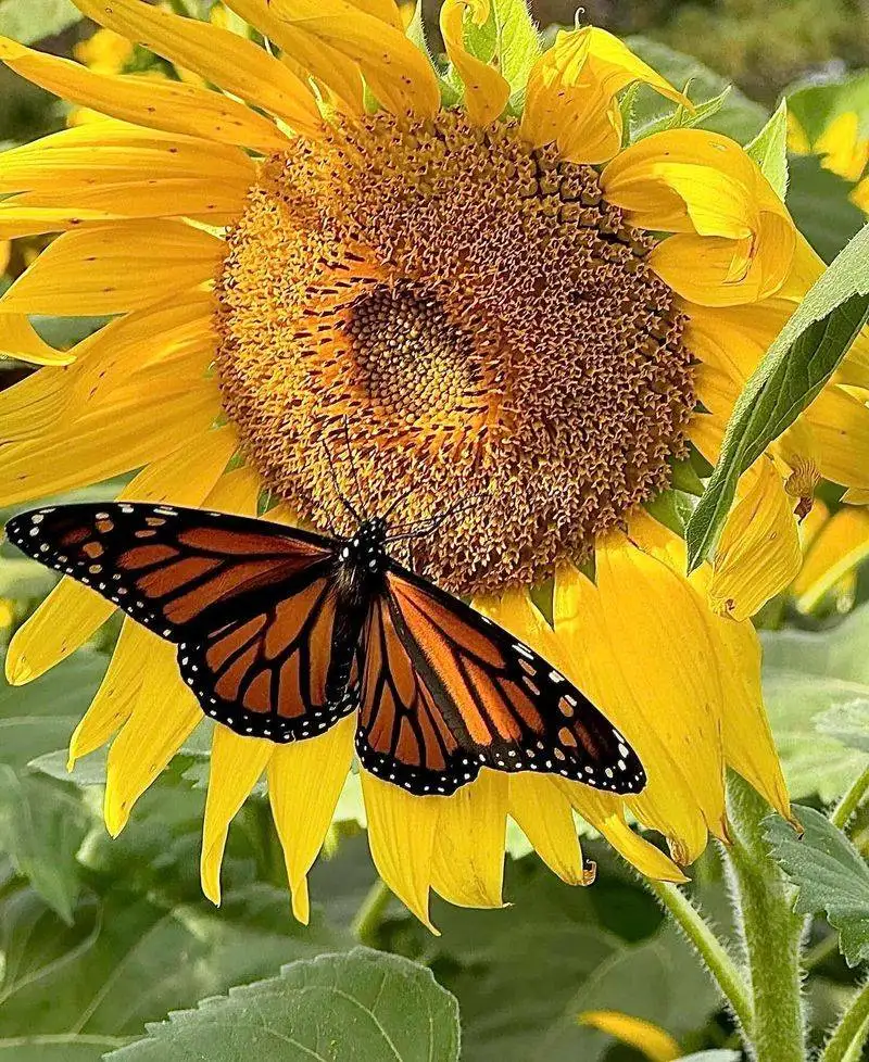 Sunflowers and Pollinators