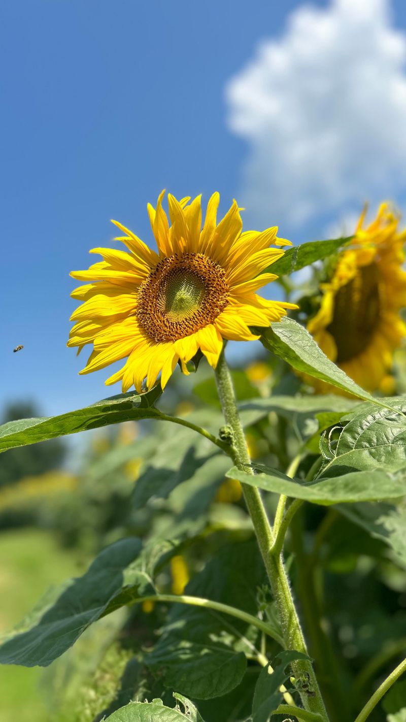 Sunflowers and Their Historical Roots